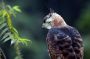 Trinidad2005 - 061 * Ornate Hawk-Eagle.